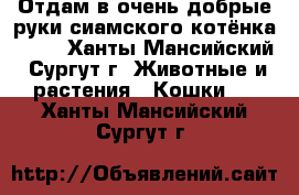 Отдам в очень добрые руки сиамского котёнка!!!!! - Ханты-Мансийский, Сургут г. Животные и растения » Кошки   . Ханты-Мансийский,Сургут г.